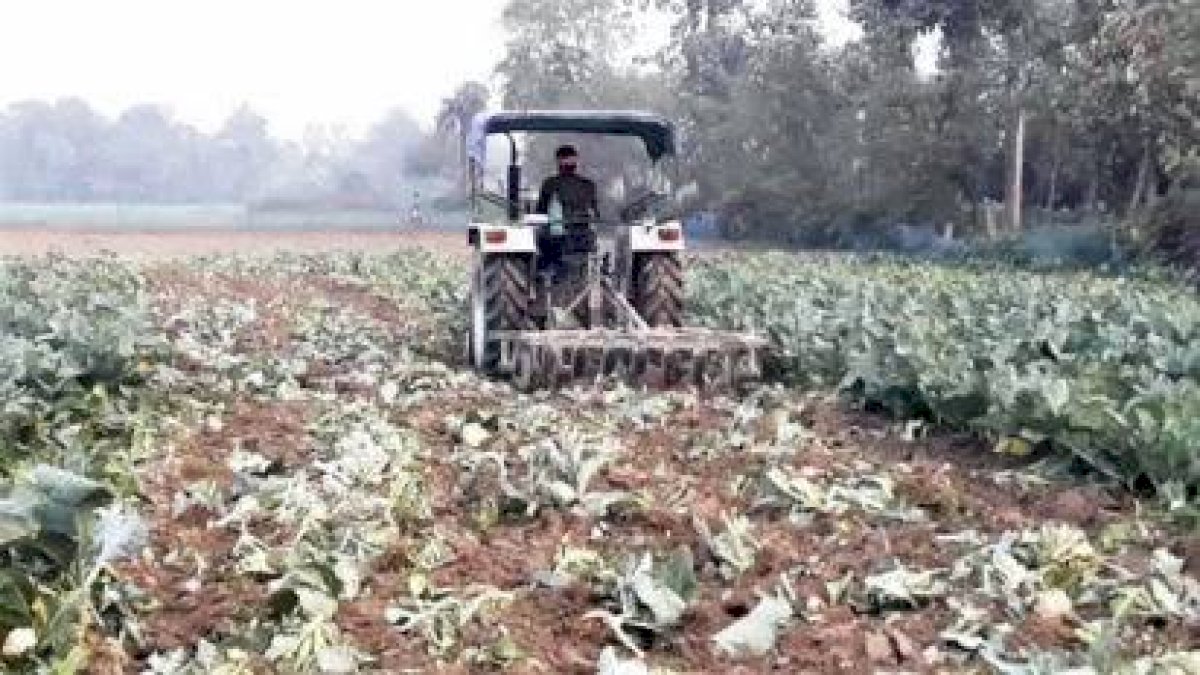 अपनी ही फसल को ट्रैक्टर से रौंदने पर मजबूर किसान, दिल दुखाने वाली है अन्नदाता की ये बेबसी अपनी ही फसल को ट्रैक्टर से रौंदने पर मजबूर किसान, दिल दुखाने वाली है अन्नदाता की ये बेबसी