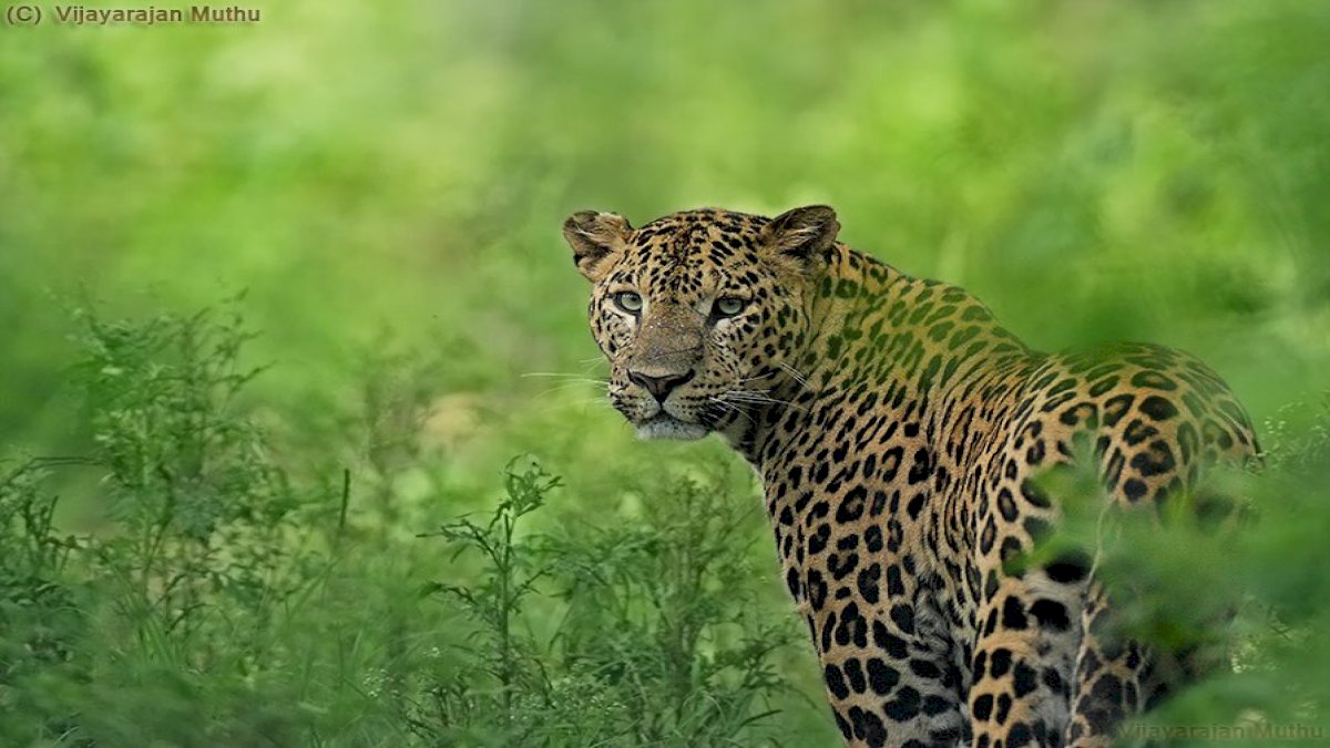 Leopard State MP: टाइगर स्टेट के बाद मध्य प्रदेश को मिला लेपर्ड स्टेट का दर्जा Leopard State MP: टाइगर स्टेट के बाद मध्य प्रदेश को मिला लेपर्ड स्टेट का दर्जा