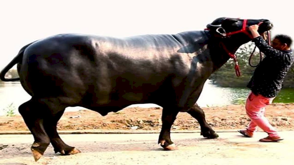 भैंस का सड़क पर गोबर करना मालिक को पड़ा भारी, नगर निगम ने लगाया दस हज़ार का जुर्माना भैंस का सड़क पर गोबर करना मालिक को पड़ा भारी, नगर निगम ने लगाया दस हज़ार का जुर्माना