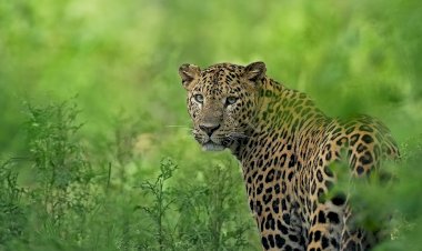 Photo Courtesy: twitter