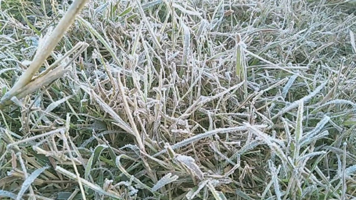 Weather Alert : नए साल के पहले दिन देश में जारी है सर्दी का सितम Weather Alert : नए साल के पहले दिन देश में जारी है सर्दी का सितम