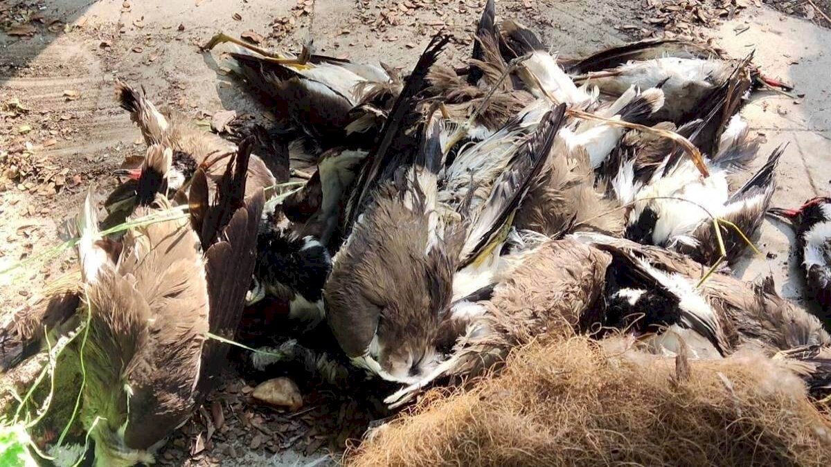 7 राज्यों में बर्ड फ्लू का क़हर, हरियाणा में मारे गए एक लाख पक्षी 7 राज्यों में बर्ड फ्लू का क़हर, हरियाणा में मारे गए एक लाख पक्षी