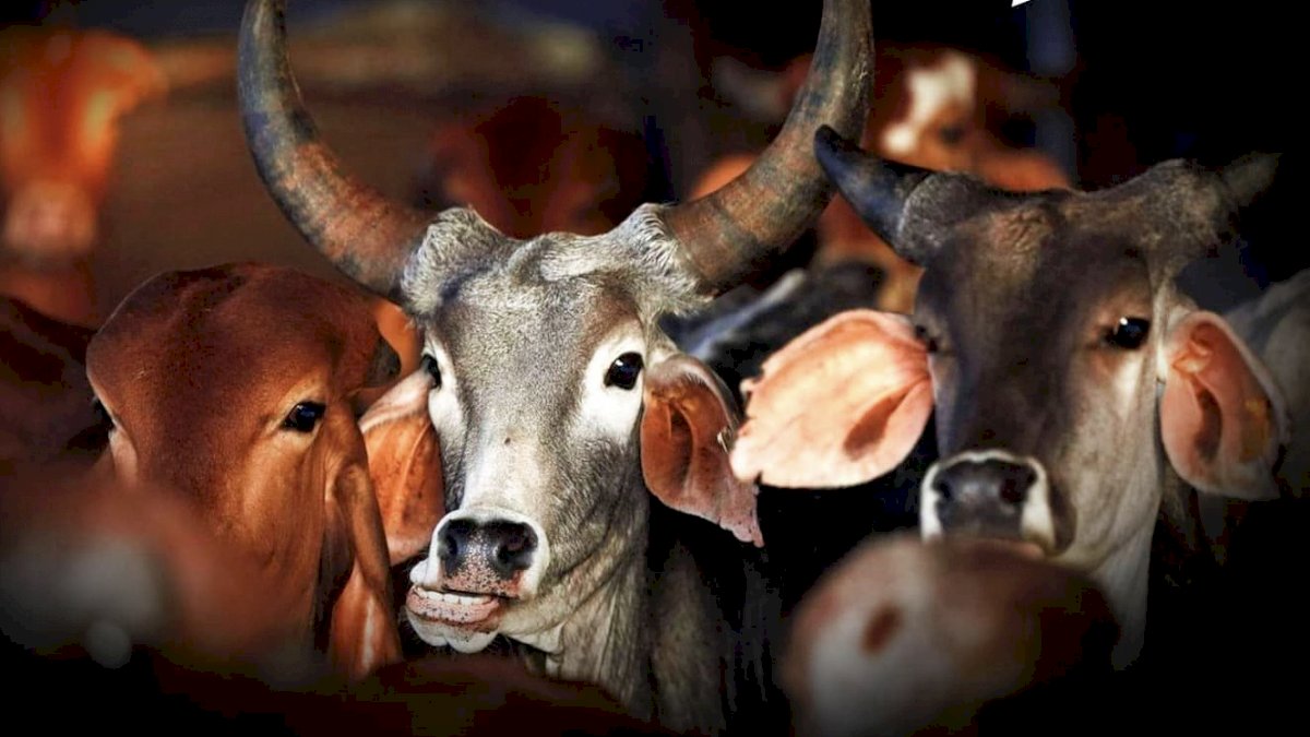 Cow Science Exam Syllabus: गोहत्या है भूकंप का कारण, गोबर की लिपाई से बचे भोपाल गैसकांड में लोग Cow Science Exam Syllabus: गोहत्या है भूकंप का कारण, गोबर की लिपाई से बचे भोपाल गैसकांड में लोग