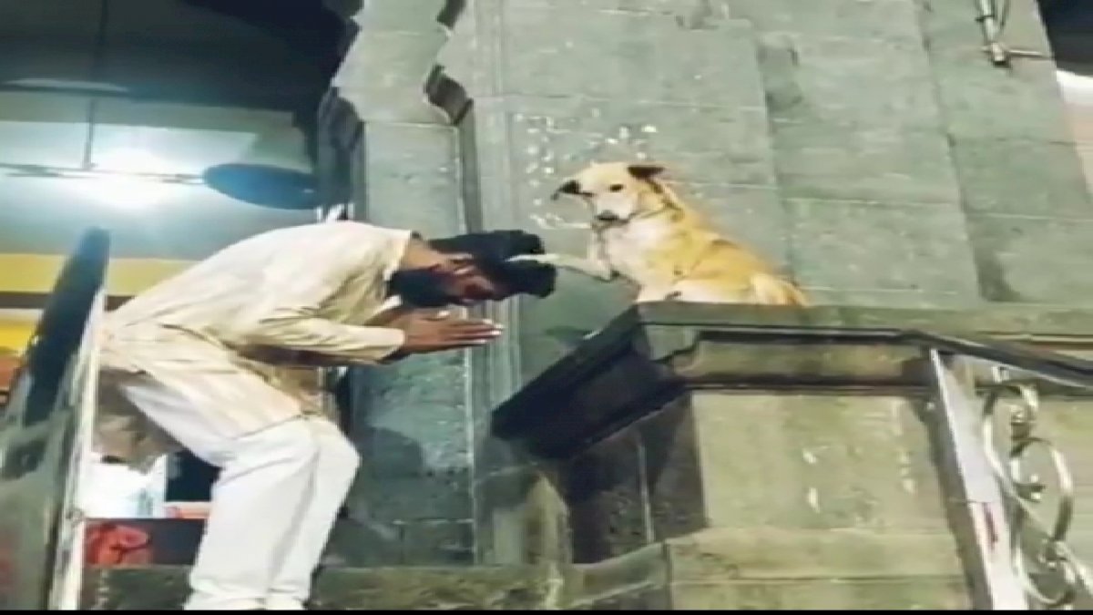मंदिर के बाहर कुत्ते ने दिया भक्तों को आशीर्वाद मंदिर के बाहर कुत्ते ने दिया भक्तों को आशीर्वाद