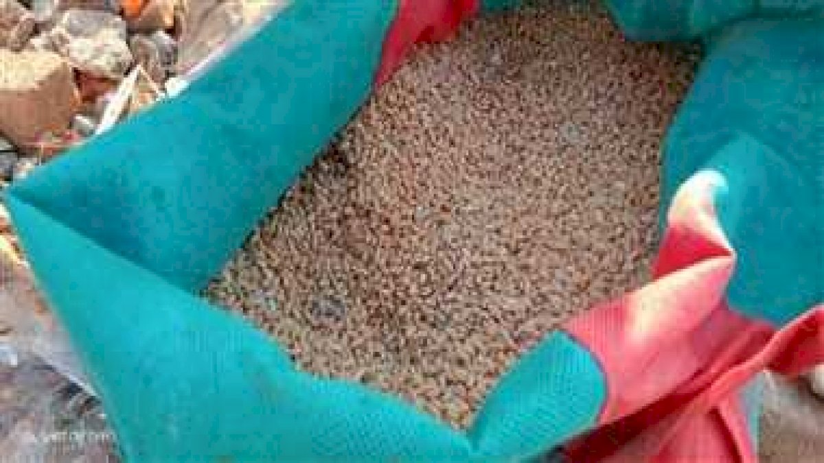 बालाघाट: घटिया चावल के बाद अब गरीबों के लिए आया सड़ा हुआ गेहूं बालाघाट: घटिया चावल के बाद अब गरीबों के लिए आया सड़ा हुआ गेहूं