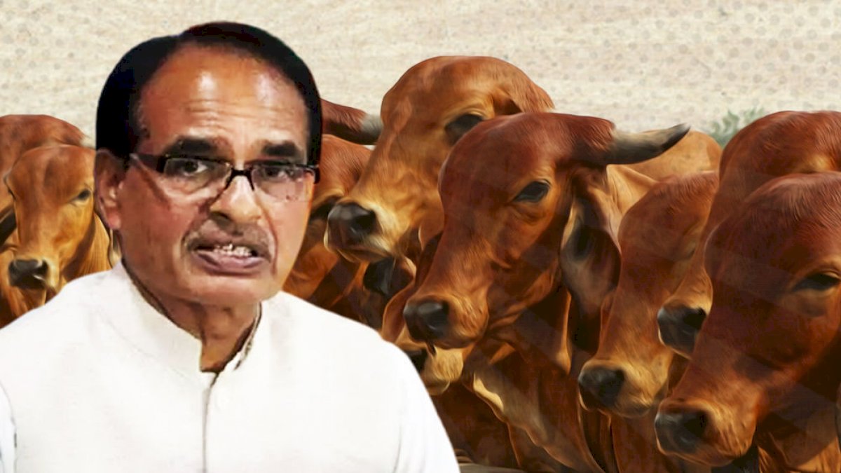 मध्य प्रदेश में ज़हरीली शराब पीने से कई गायों की मौत, दर्जनों बीमार, नरोत्तम मिश्रा के गृह क्षेत्र का मामला मध्य प्रदेश में ज़हरीली शराब पीने से कई गायों की मौत, दर्जनों बीमार, नरोत्तम मिश्रा के गृह क्षेत्र का मामला