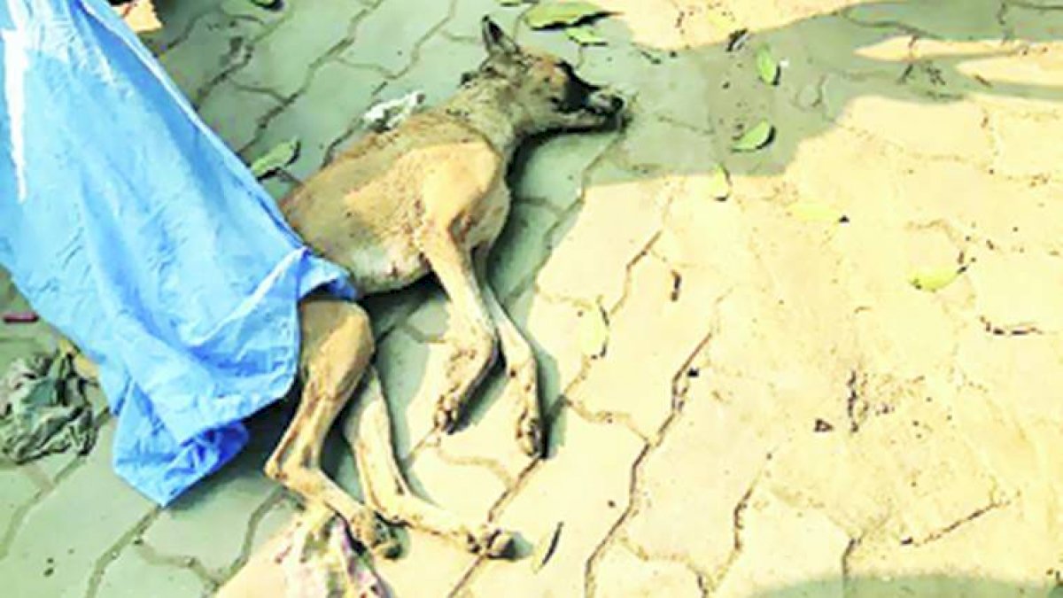 Bhopal: जनजातीय कार्यालय में कुत्ते को पीट-पीट कर मार डाला, सफाई कर्मी पर लगा आरोप Bhopal: जनजातीय कार्यालय में कुत्ते को पीट-पीट कर मार डाला, सफाई कर्मी पर लगा आरोप