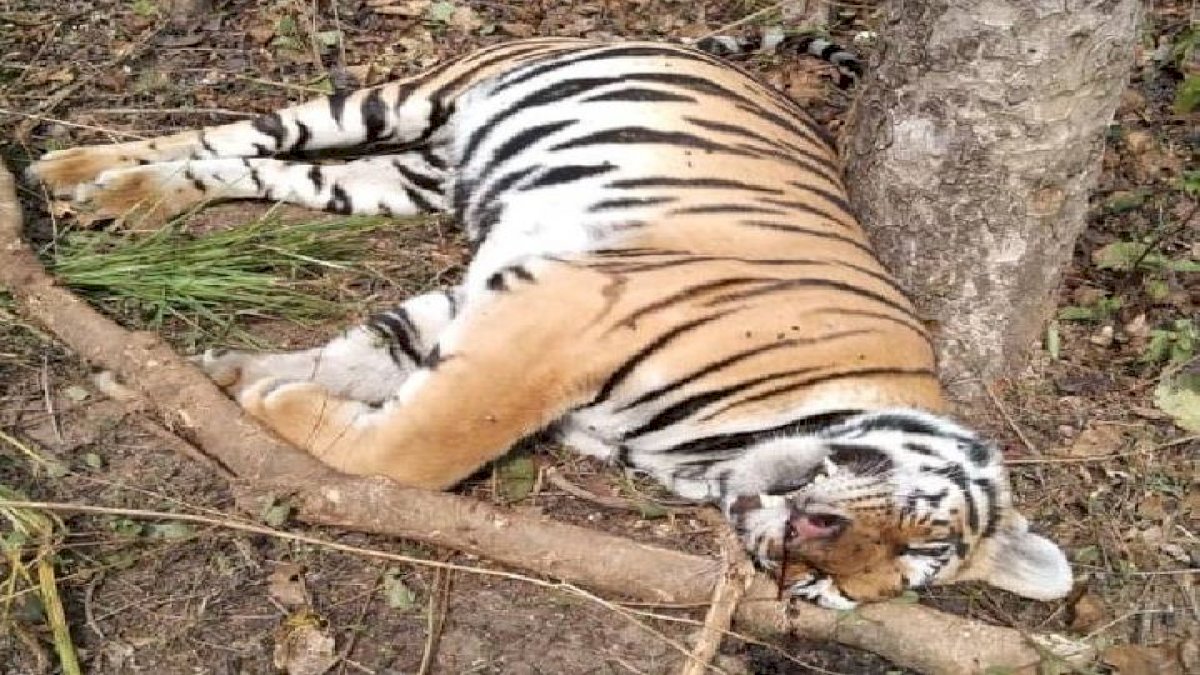 कान्हा में मिला दो वर्षीय बाघिन का शव, शिकारी लापता कान्हा में मिला दो वर्षीय बाघिन का शव, शिकारी लापता