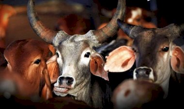 Photo Courtesy: yahoo news