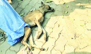 Photo Courtesy : Indian Express  Photo Courtesy : Indian Express
