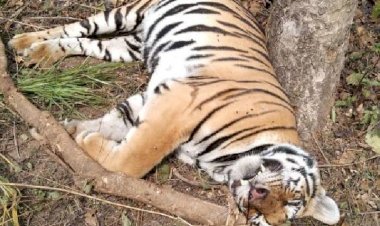 Photo Courtesy : Dainik Bhaskar 