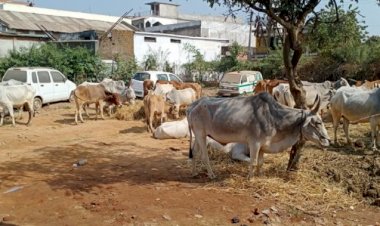 Photo Courtesy: Patrika