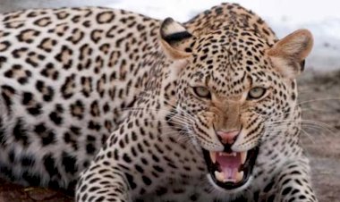 Photo Courtesy: Aaj tak  