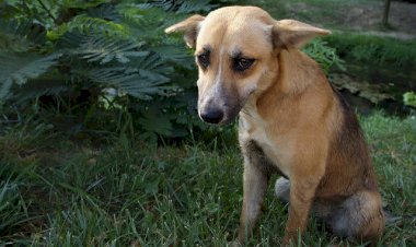 Photo Courtesy : Discover Magazine