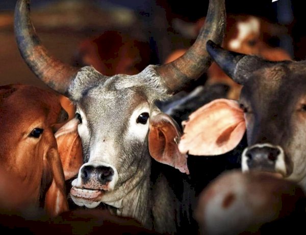 Photo Courtesy: yahoo news Photo Courtesy: yahoo news