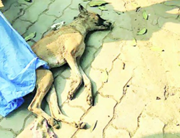 Photo Courtesy : Indian Express Photo Courtesy : Indian Express