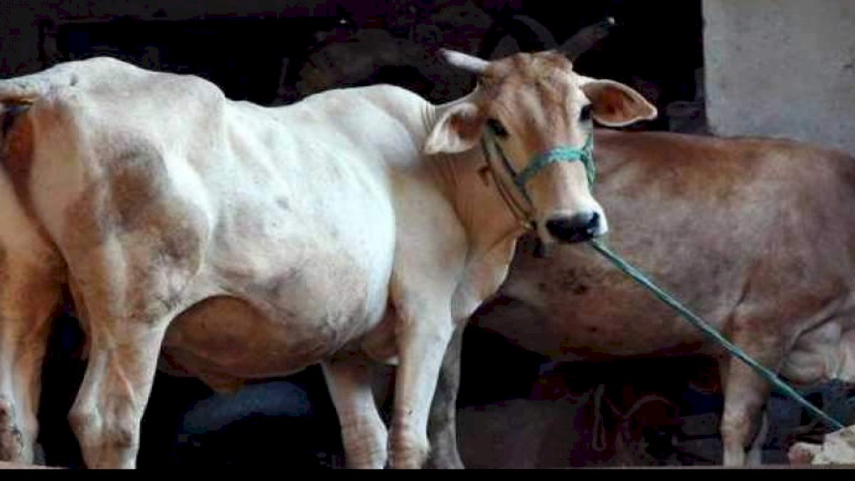 गौ-अभयारण्य में 13 गायों की मौत से खलबली, 5 दिन बाद होना है उद्घाटन गौ-अभयारण्य में 13 गायों की मौत से खलबली, 5 दिन बाद होना है उद्घाटन