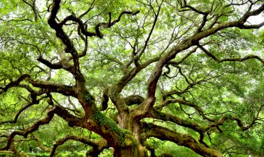 Photo Courtesy: science