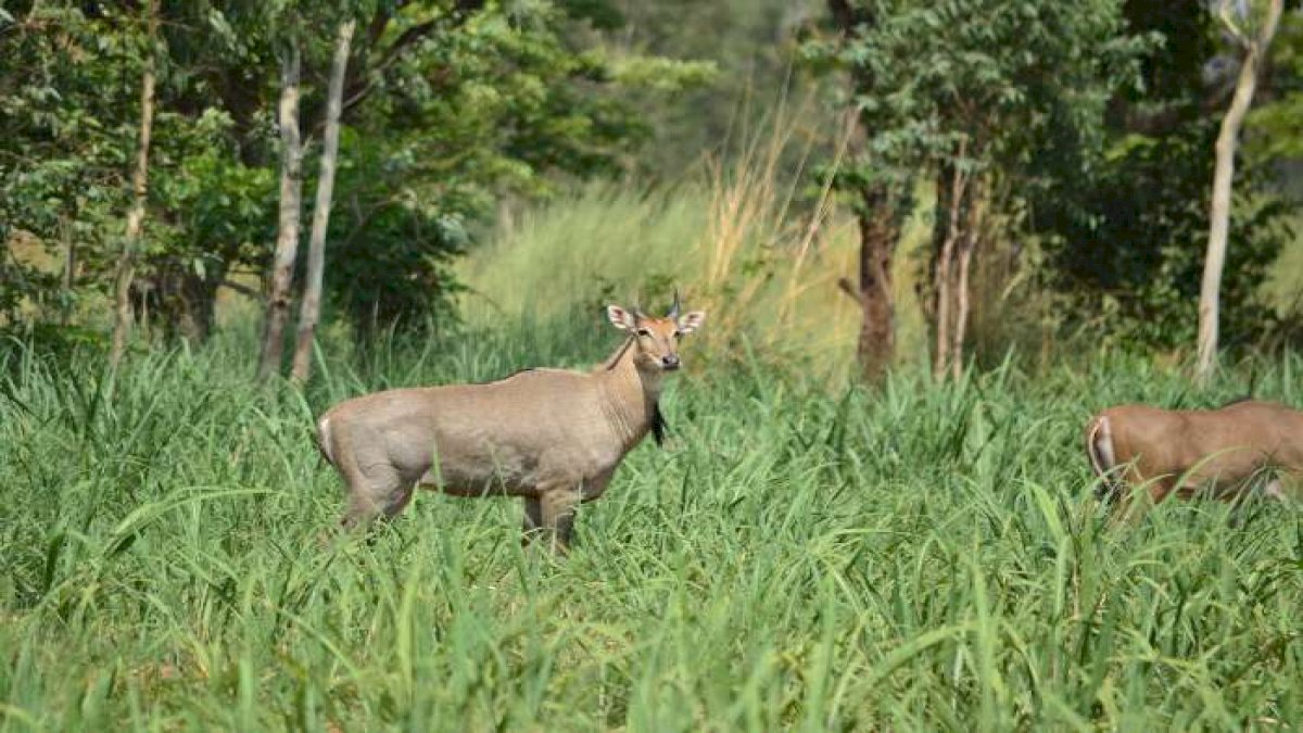 जंगली जानवरों द्वारा फसल की बर्बादी होने पर किसानों को 5 हज़ार रुपए का मुआवज़ा देगी सरकार जंगली जानवरों द्वारा फसल की बर्बादी होने पर किसानों को 5 हज़ार रुपए का मुआवज़ा देगी सरकार