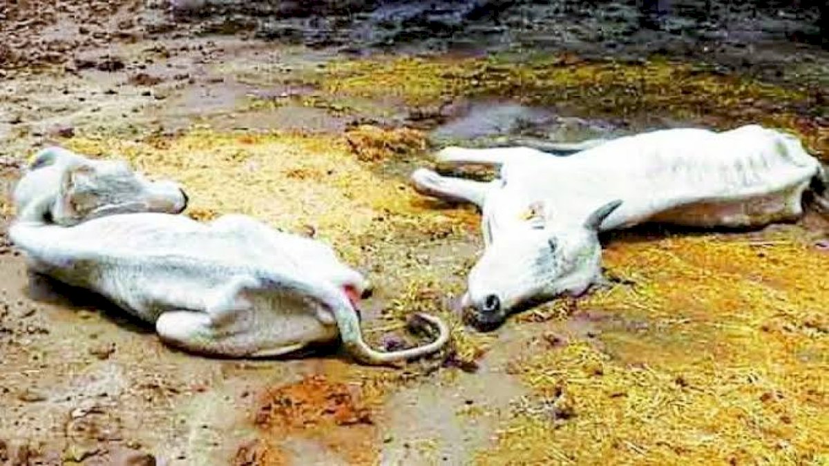कांग्रेस ने सीहोर में 112 गायों की मौत पर सरकार को घेरा, गौशालाओं का बजट काटने पर उठाया सवाल कांग्रेस ने सीहोर में 112 गायों की मौत पर सरकार को घेरा, गौशालाओं का बजट काटने पर उठाया सवाल
