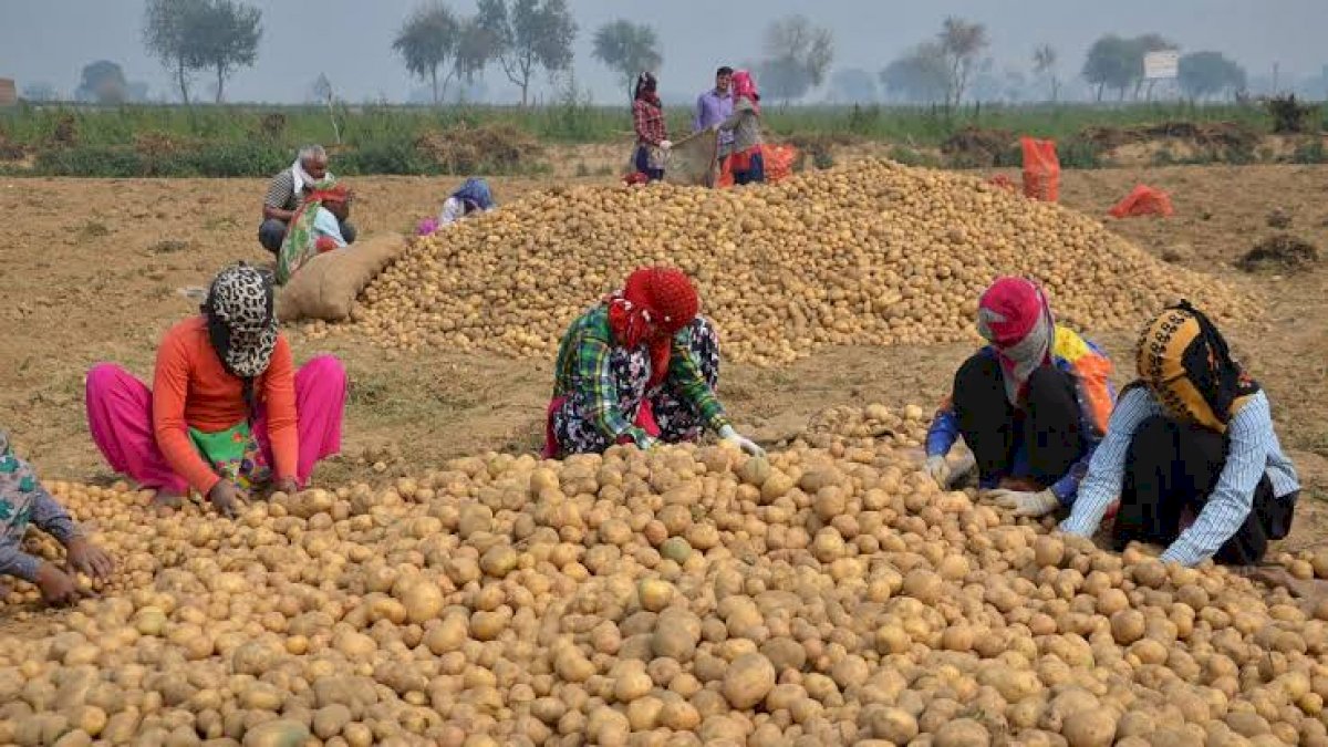महू: किसानों के एक करोड़ रुपये लेकर ठग हुए फरार, आलू ख़रीदे पर पैसे नहीं दिए महू: किसानों के एक करोड़ रुपये लेकर ठग हुए फरार, आलू ख़रीदे पर पैसे नहीं दिए