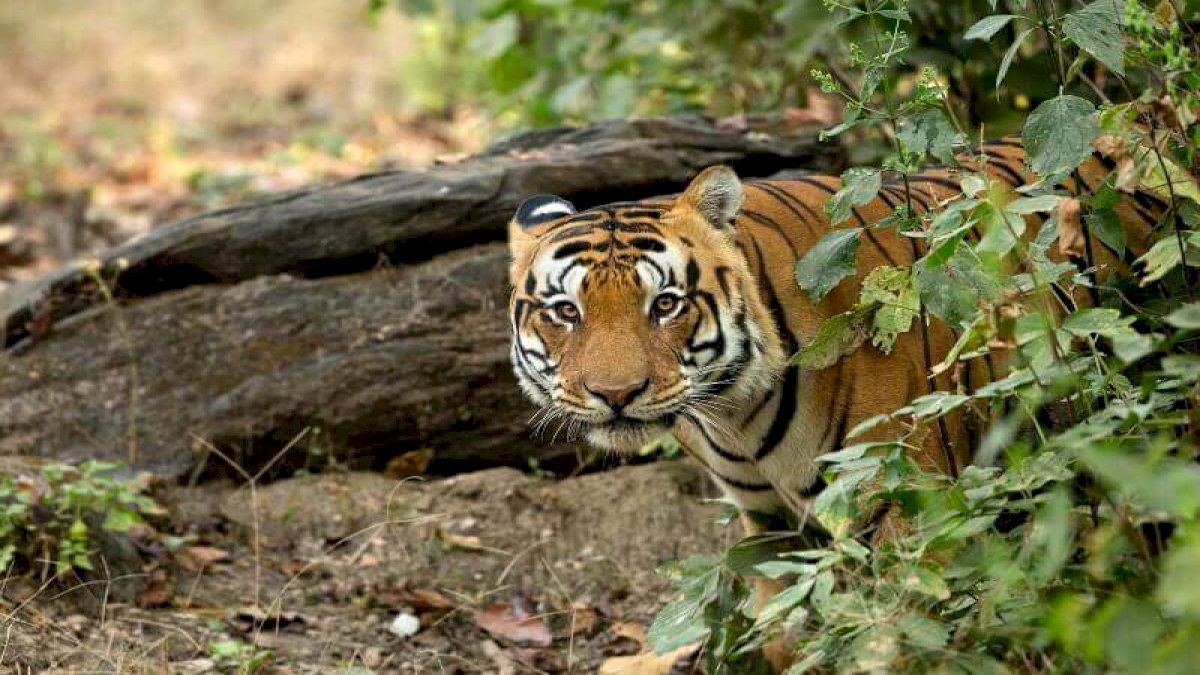 टाइगर स्टेट में सुरक्षित नहीं हैं बाघ, 21 घंटे में मिले दो बाघों के शव, एक के चारों पंजे काट ले गए तस्कर टाइगर स्टेट में सुरक्षित नहीं हैं बाघ, 21 घंटे में मिले दो बाघों के शव, एक के चारों पंजे काट ले गए तस्कर