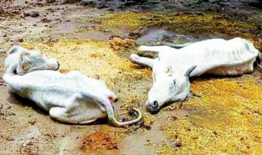 Photo Courtesy: Patrika 