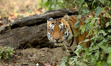 Photo Courtesy: Breathedreamgo