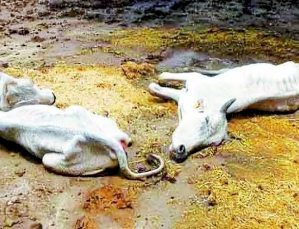 Photo Courtesy: Patrika Photo Courtesy: Patrika