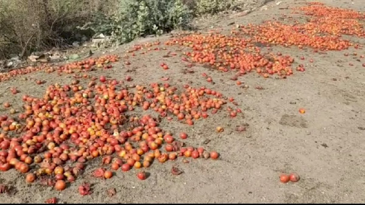 सीहोर: किसानों को नहीं मिल रहे टमाटर के दाम, सड़क पर टमाटर फेंकने पर मजबूर हुए किसान सीहोर: किसानों को नहीं मिल रहे टमाटर के दाम, सड़क पर टमाटर फेंकने पर मजबूर हुए किसान