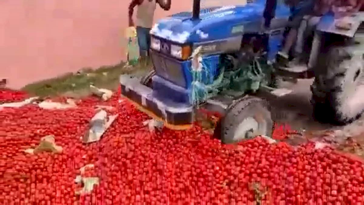 भोपाल के भैरूपुरा के किसानों ने सड़कों पर फेंके सैकड़ों क्विंटल टमाटर, मंडी बंद है, पुलिस मार रही डंडे भोपाल के भैरूपुरा के किसानों ने सड़कों पर फेंके सैकड़ों क्विंटल टमाटर, मंडी बंद है, पुलिस मार रही डंडे