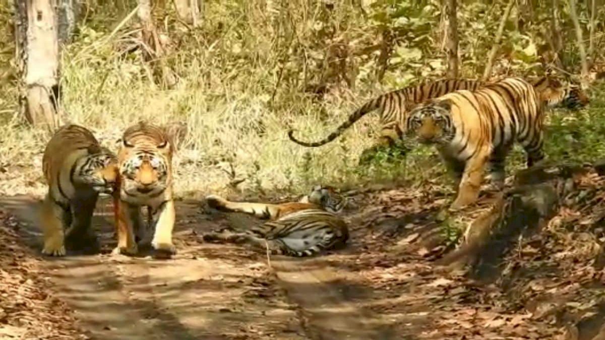 बांधवगढ़ में बढ़ा बाघों का कुनबा, 2 नए शावक आए नजर, कुल शावकों की संख्या हुई 41 बांधवगढ़ में बढ़ा बाघों का कुनबा, 2 नए शावक आए नजर, कुल शावकों की संख्या हुई 41