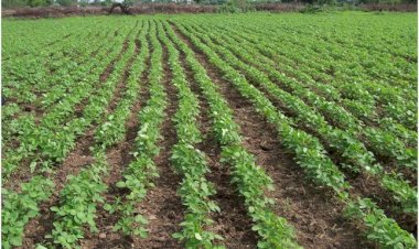 Photo Courtesy: Panchayat Khabar