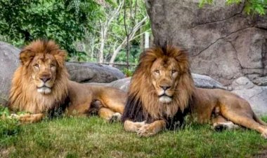 Photo courtesy: twitter