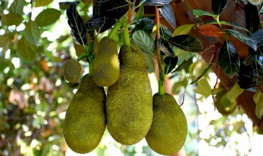 Photo courtesy: twitter