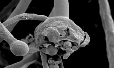 Photo Courtesy: Indiablooms