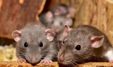 Photo Courtesy: DNA India