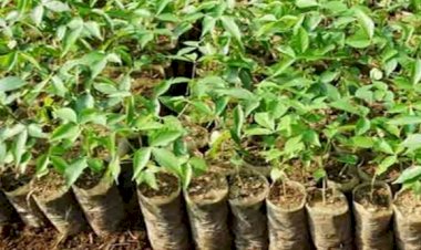 Photo courtesy: naiduniya 