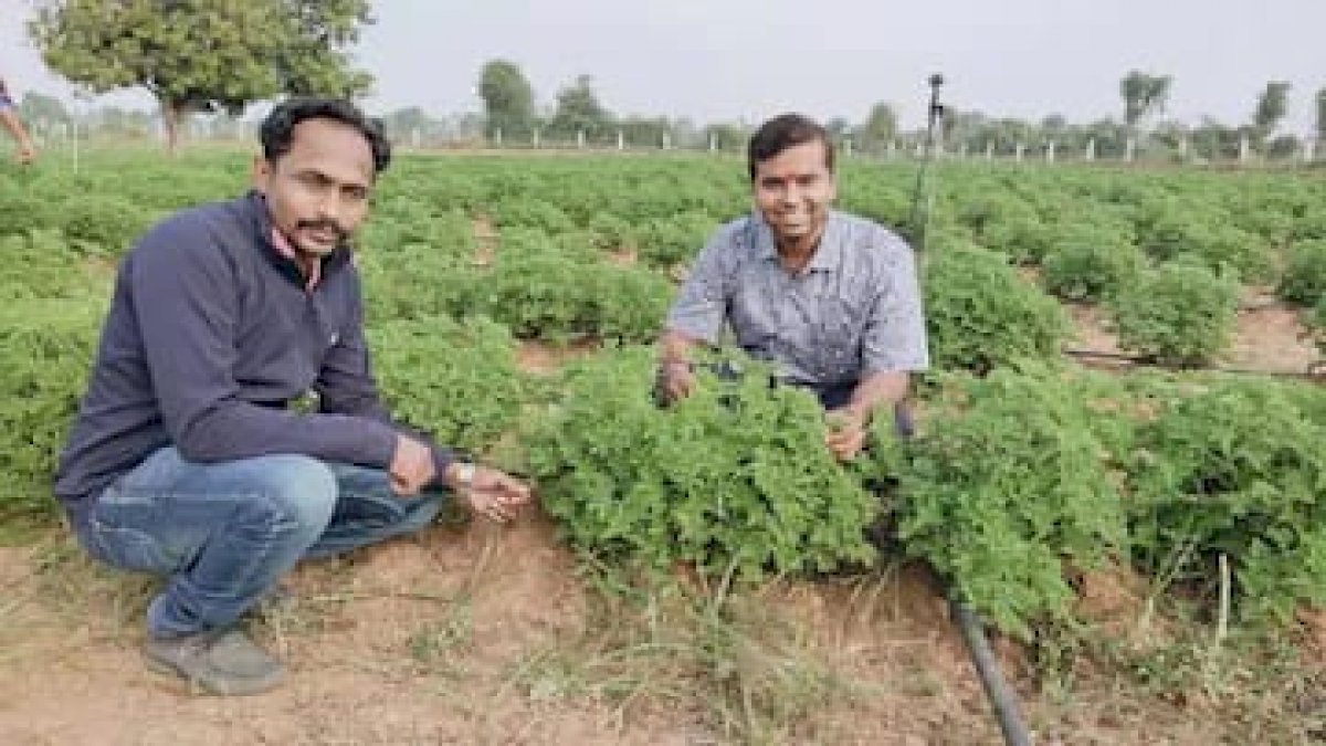 जिरेनियम की खेती से लाखों कमा रहा ये किसान, 1 लीटर तेल के मिलते हैं 14 हजार रुपए जिरेनियम की खेती से लाखों कमा रहा ये किसान, 1 लीटर तेल के मिलते हैं 14 हजार रुपए