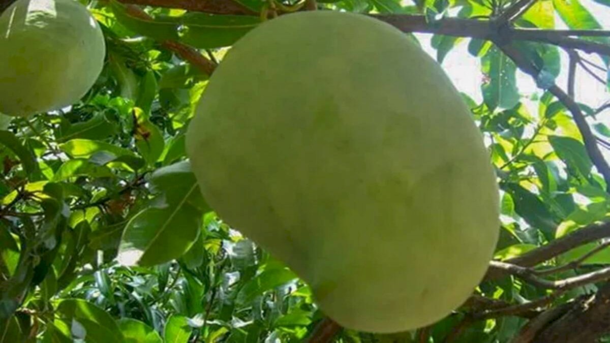 आमों की मलिका नूरजहां है खास, अनोखे स्वाद की वजह से हजार रुपए तक में बिक रहा एक आम आमों की मलिका नूरजहां है खास, अनोखे स्वाद की वजह से हजार रुपए तक में बिक रहा एक आम
