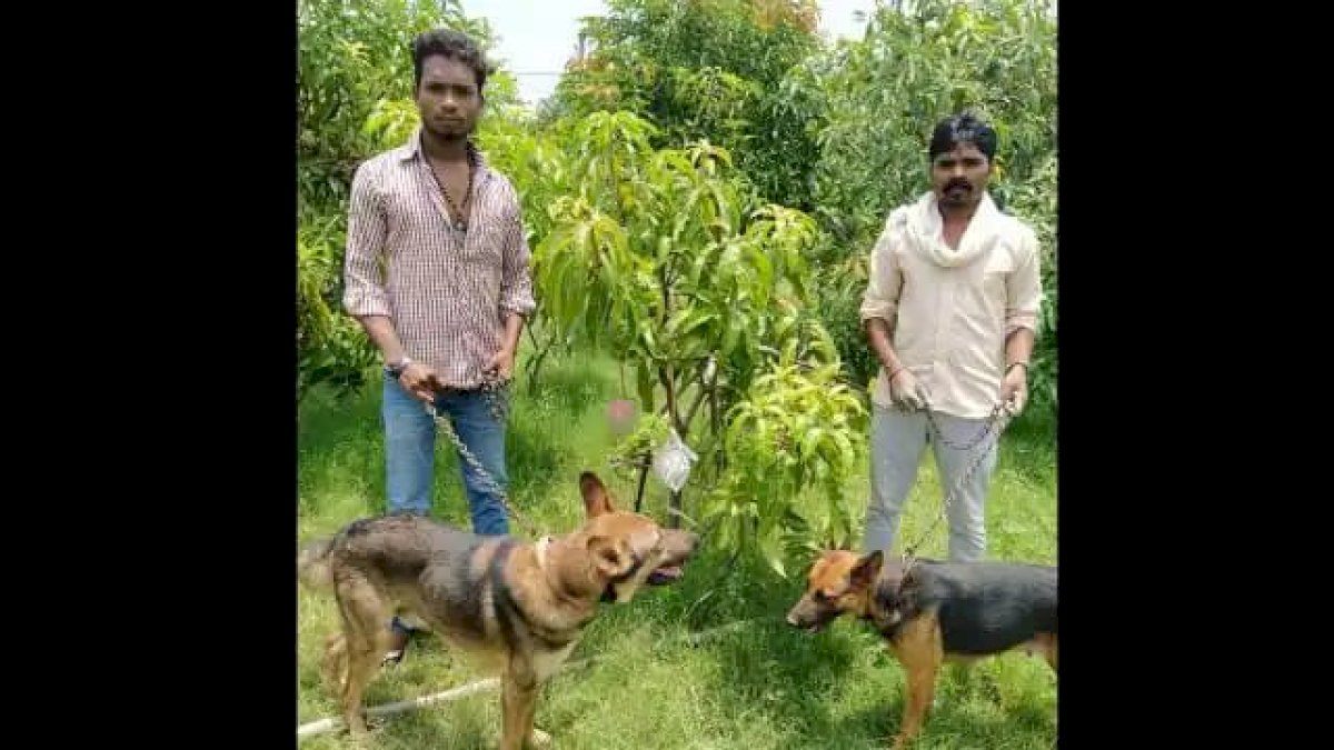 जबलपुर में दुनिया के सबसे महंगे आम, 7 आमों की रखवाली में लगे 4 गार्ड और 6 कुत्ते जबलपुर में दुनिया के सबसे महंगे आम, 7 आमों की रखवाली में लगे 4 गार्ड और 6 कुत्ते