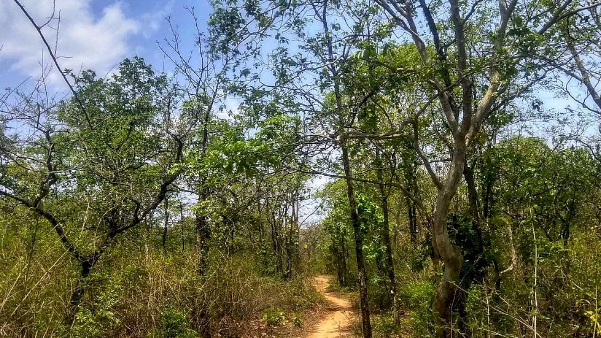 बकस्वाहा में पेड़ काटने की अनुमति कैसे दी गई, केंद्र व राज्य सरकार को हाईकोर्ट का नोटिस बकस्वाहा में पेड़ काटने की अनुमति कैसे दी गई, केंद्र व राज्य सरकार को हाईकोर्ट का नोटिस