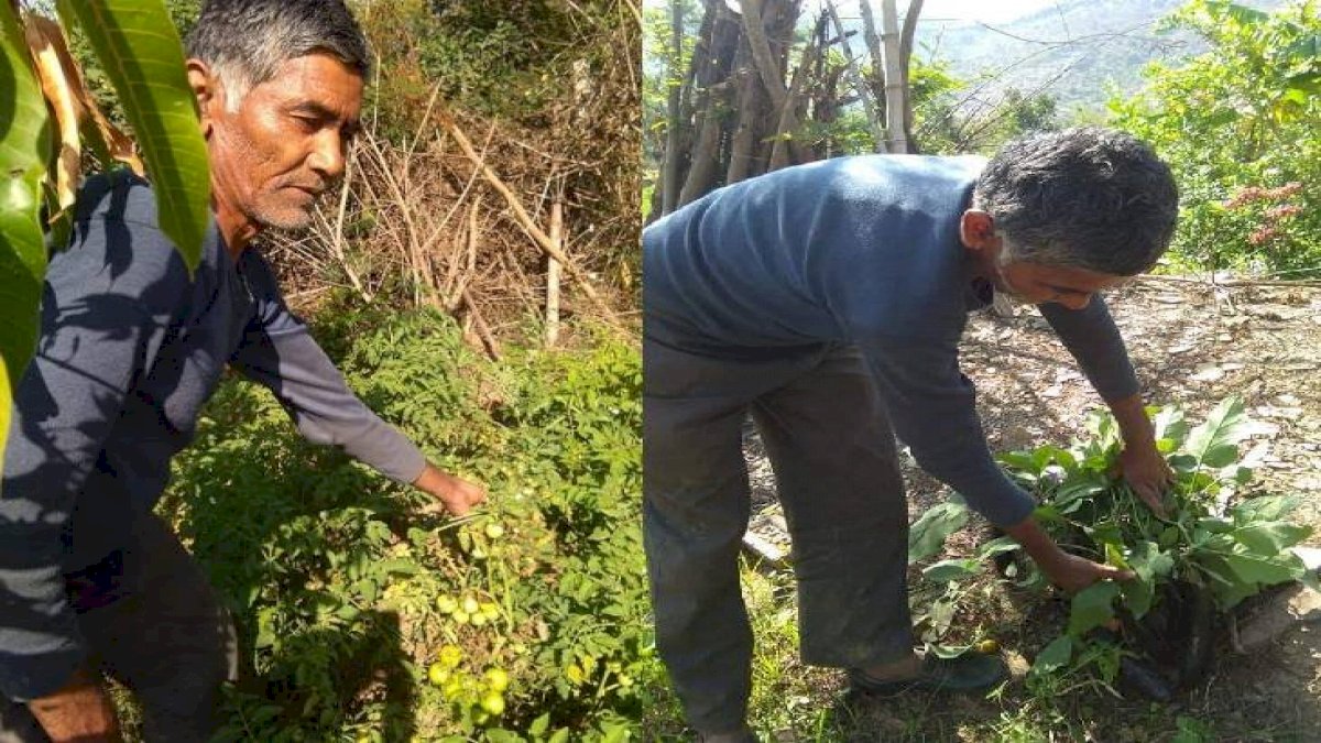 सतना के किसान ने खेत में बनाया औषधीय पौधों का म्यूजियम, पीएम मोदी ने की तारीफ सतना के किसान ने खेत में बनाया औषधीय पौधों का म्यूजियम, पीएम मोदी ने की तारीफ