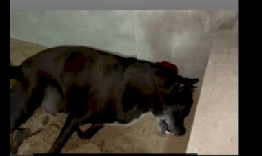 Photo courtesy: bhaskar