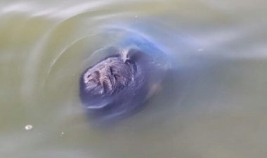 Photo courtesy: bhaskar