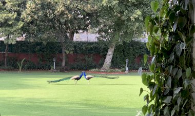मोर सिर्फ़ नाचते ही नहीं लड़ते भी हैं मोर सिर्फ़ नाचते ही नहीं लड़ते भी हैं