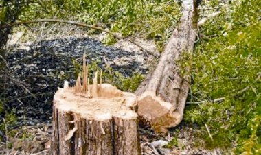 प्रतीकात्मक तस्वीर 