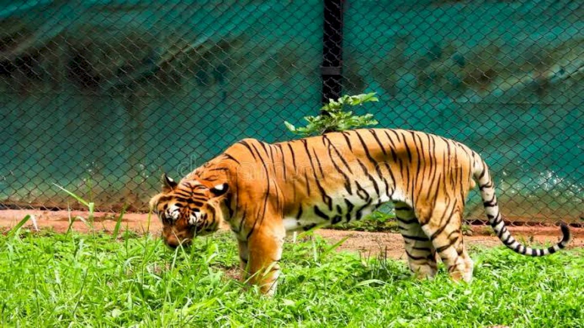 सतपुड़ा टाइगर रिजर्व में घास खाता दिखा बाघ, वन विभाग के कर्मचारियों ने कैमरे में कैद किया सतपुड़ा टाइगर रिजर्व में घास खाता दिखा बाघ, वन विभाग के कर्मचारियों ने कैमरे में कैद किया