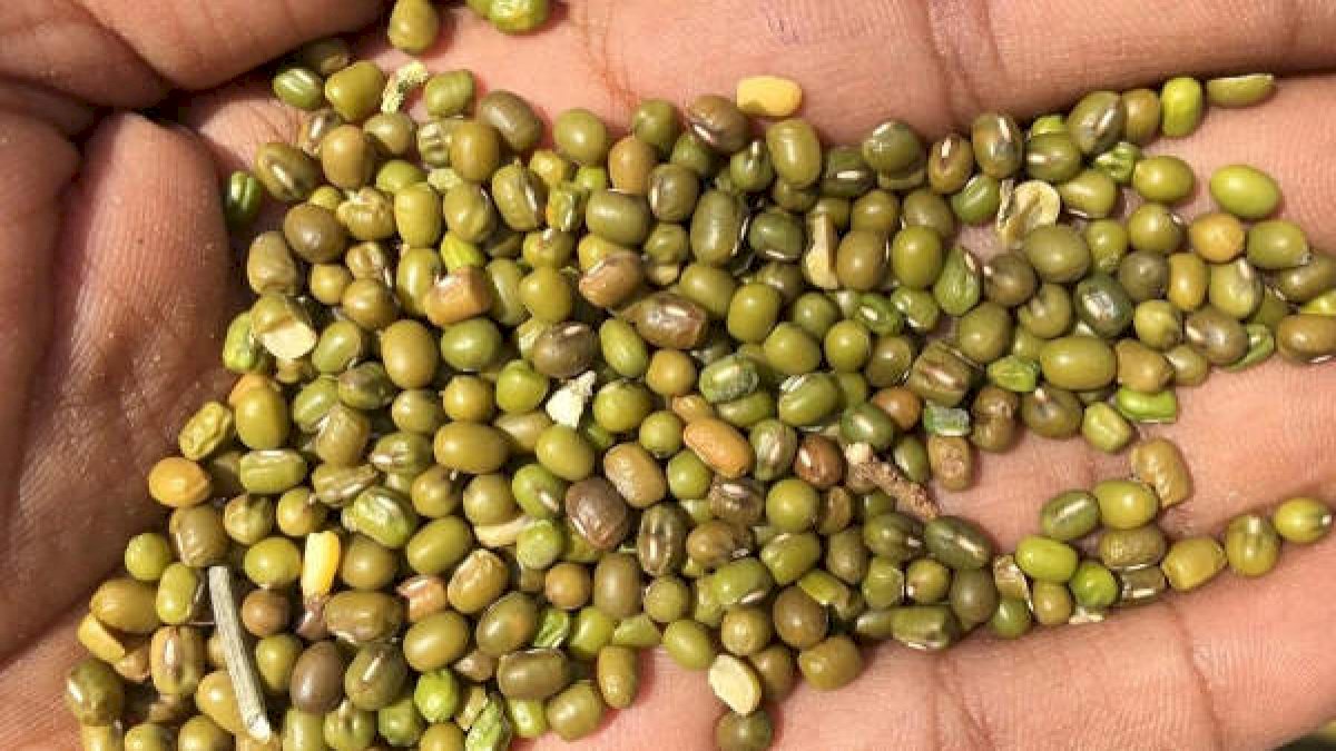 MP में मूंग किसानों का बुराहाल, सरकारी डेडलाइन के दो हफ्ते बाद भी नहीं शुरू हुई मूंग की खरीदी, सड़कों पर उतरी किसान कांग्रेस MP में मूंग किसानों का बुराहाल, सरकारी डेडलाइन के दो हफ्ते बाद भी नहीं शुरू हुई मूंग की खरीदी, सड़कों पर उतरी किसान कांग्रेस