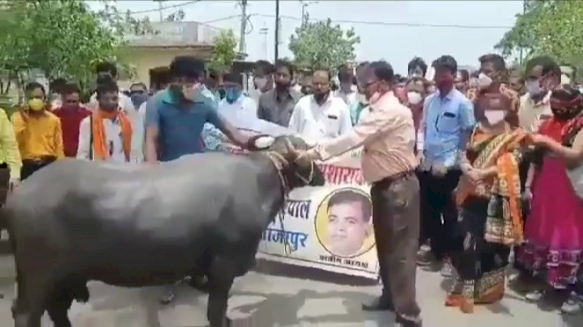 प्राइवेट स्कूल संचालकों को भैंस के आगे बीन बजाना पड़ा महंगा, हिंसक हुई भैंस, प्रदर्शनकारियों पर किया हमला प्राइवेट स्कूल संचालकों को भैंस के आगे बीन बजाना पड़ा महंगा, हिंसक हुई भैंस, प्रदर्शनकारियों पर किया हमला